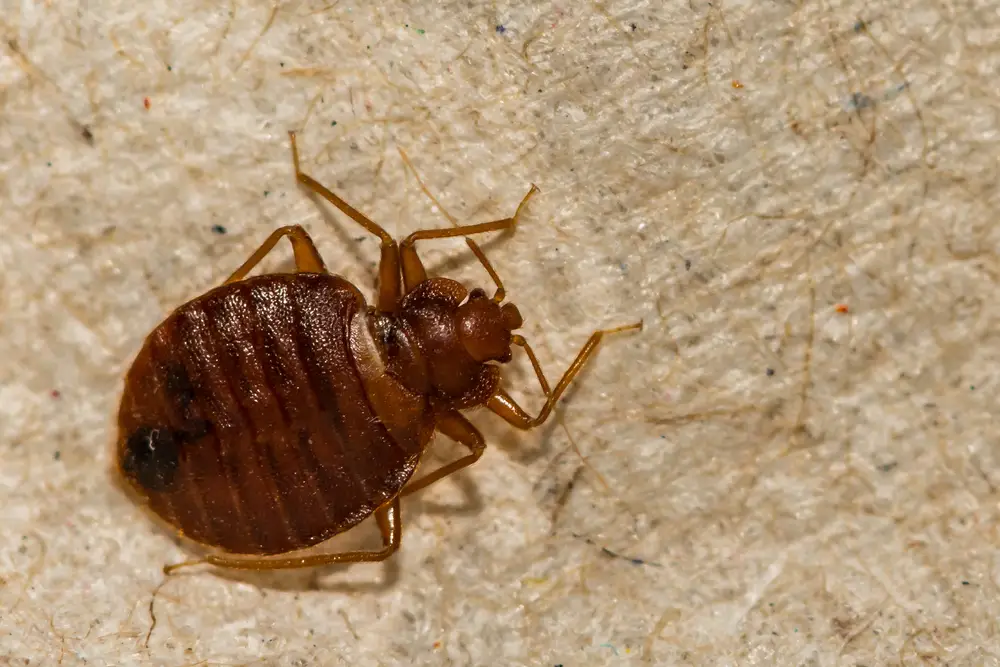 Bedbug Pictures