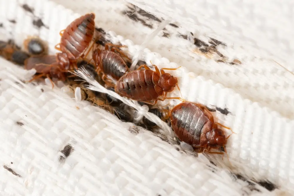 Bedbug pictures, causes, damages, and prevention tips